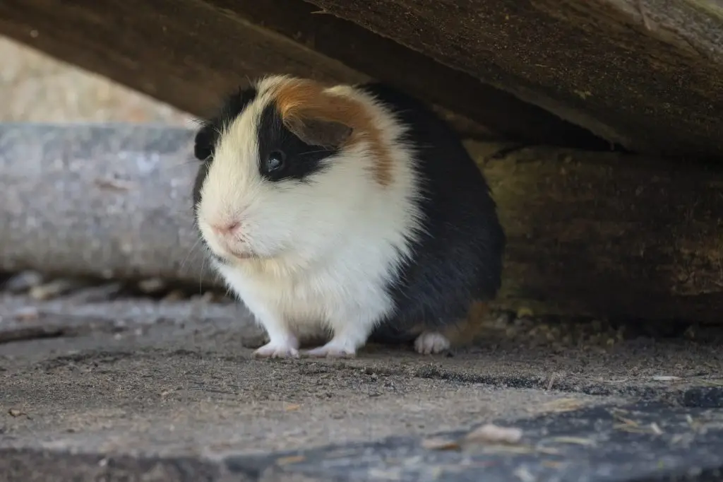 Portrait de cochon d’Inde (NAC) tricolore abrité sous des rondins en bois
