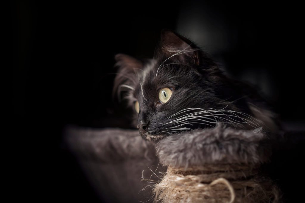Portrait d’un chat noir photographié en intérieur, allongé dans une lumière douce et contrastée