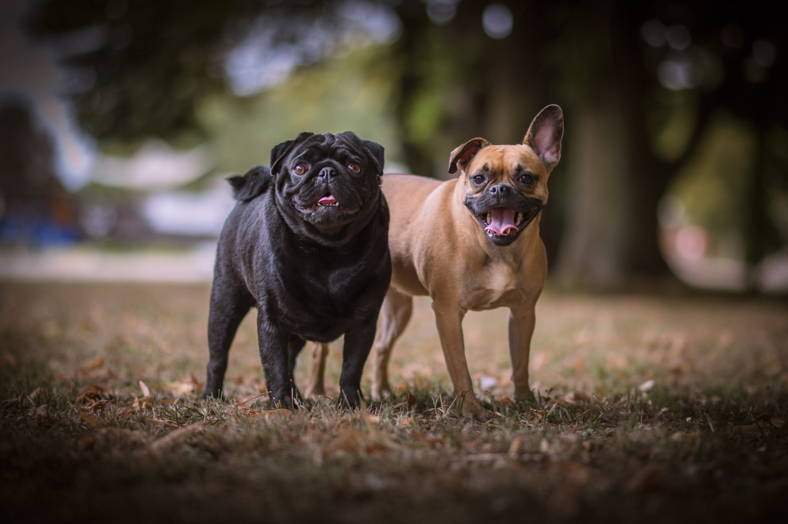 Séance photo famille avec animal de compagnie en extérieur à Reims – Formule Doux Souvenirs