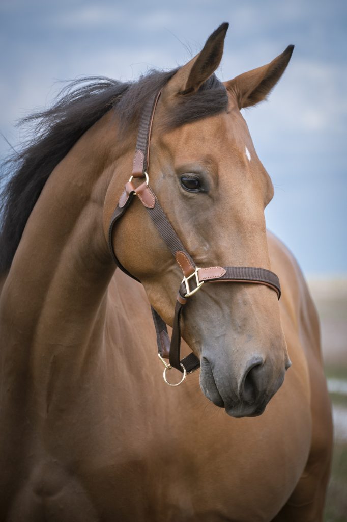 Cheval alezan en portrait, tête de cheval équipée d’un licol, photographie animalière