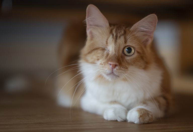 Portrait d’un chat roux et blanc photographié en intérieur, posé calmement lors d’une séance photo animalière