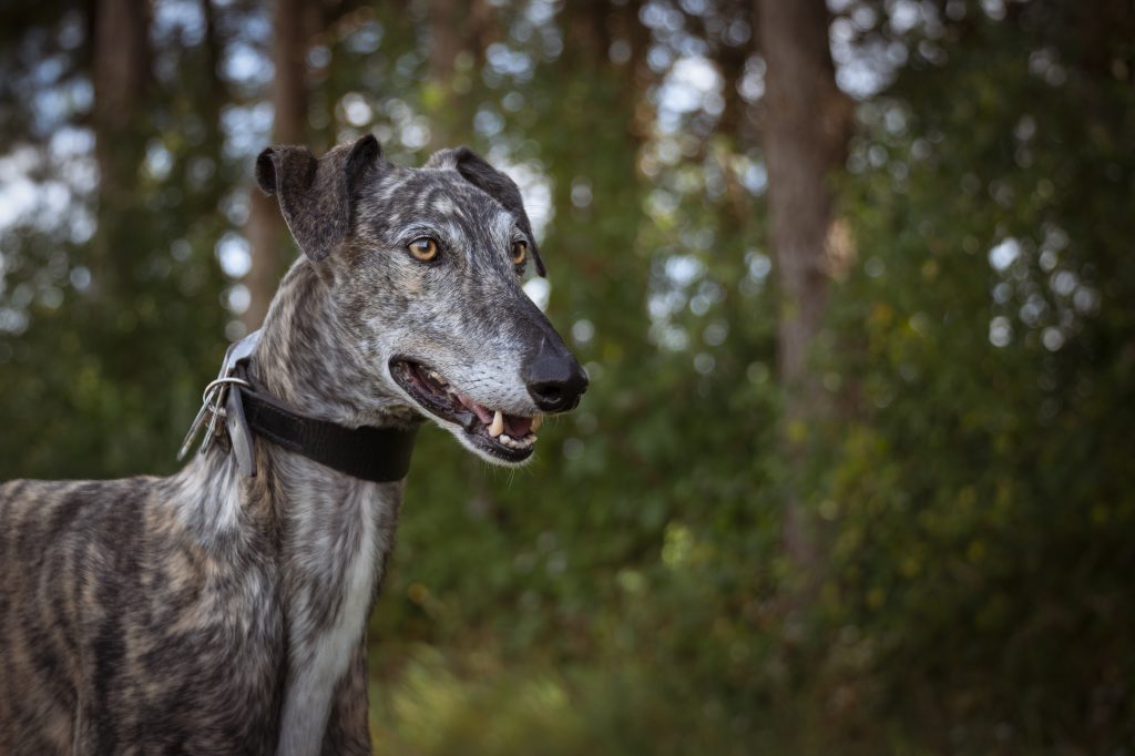 Portrait de lévrier espagnol (galgo) bringé en extérieur, regard attentif en milieu boisé